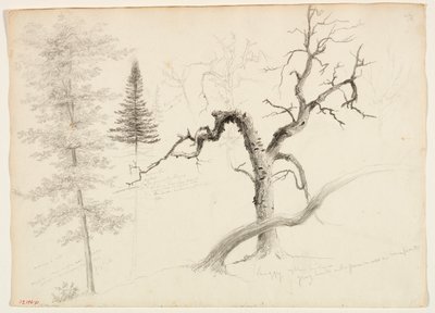 Maple, Balsam Fir, Pine, Shaggy Yellow Birch, White Birch by Thomas Cole